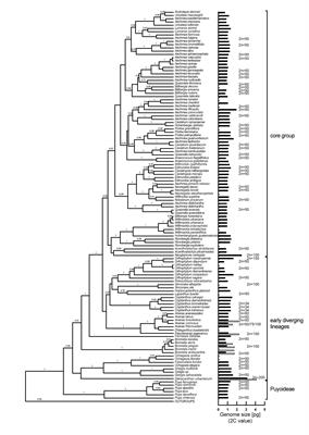 Early Diverging and Core Bromelioideae (Bromeliaceae) Reveal Contrasting Patterns of Genome Size Evolution and Polyploidy 